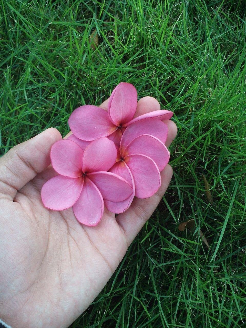 Wow 14+ Gambar Bunga Kamboja Merah Muda - Gambar Bunga HD