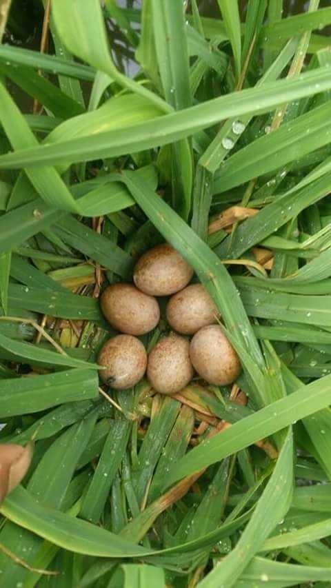 Telur Burung Sawah Steemkr