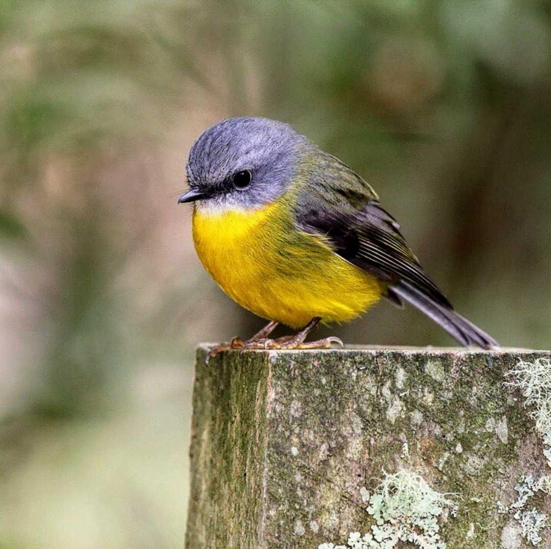 10+ Gambar burung robin jantan dan betina terbaru