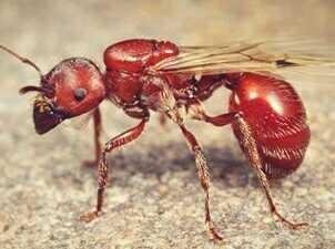 Hasil gambar untuk foto Red Harvester Ant - Index Pain 3.0