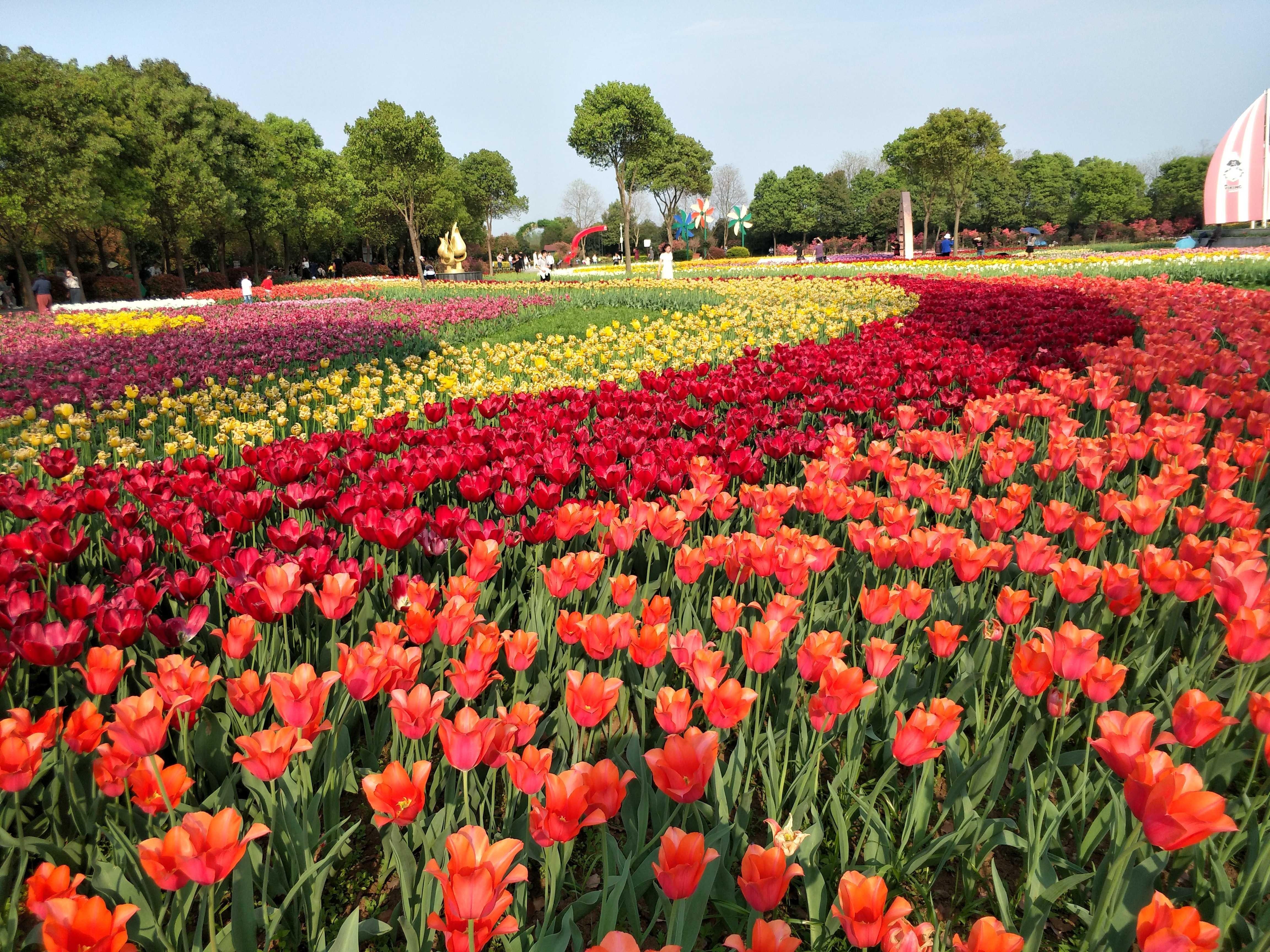 Colorchallenge Saturday Bunga Tulip Benar Benar Memukau Sungguh Cantik Steemkr Colorchallenge Saturday Bunga Tulip Benar Benar Memukau Sungguh Cantik Steemkr