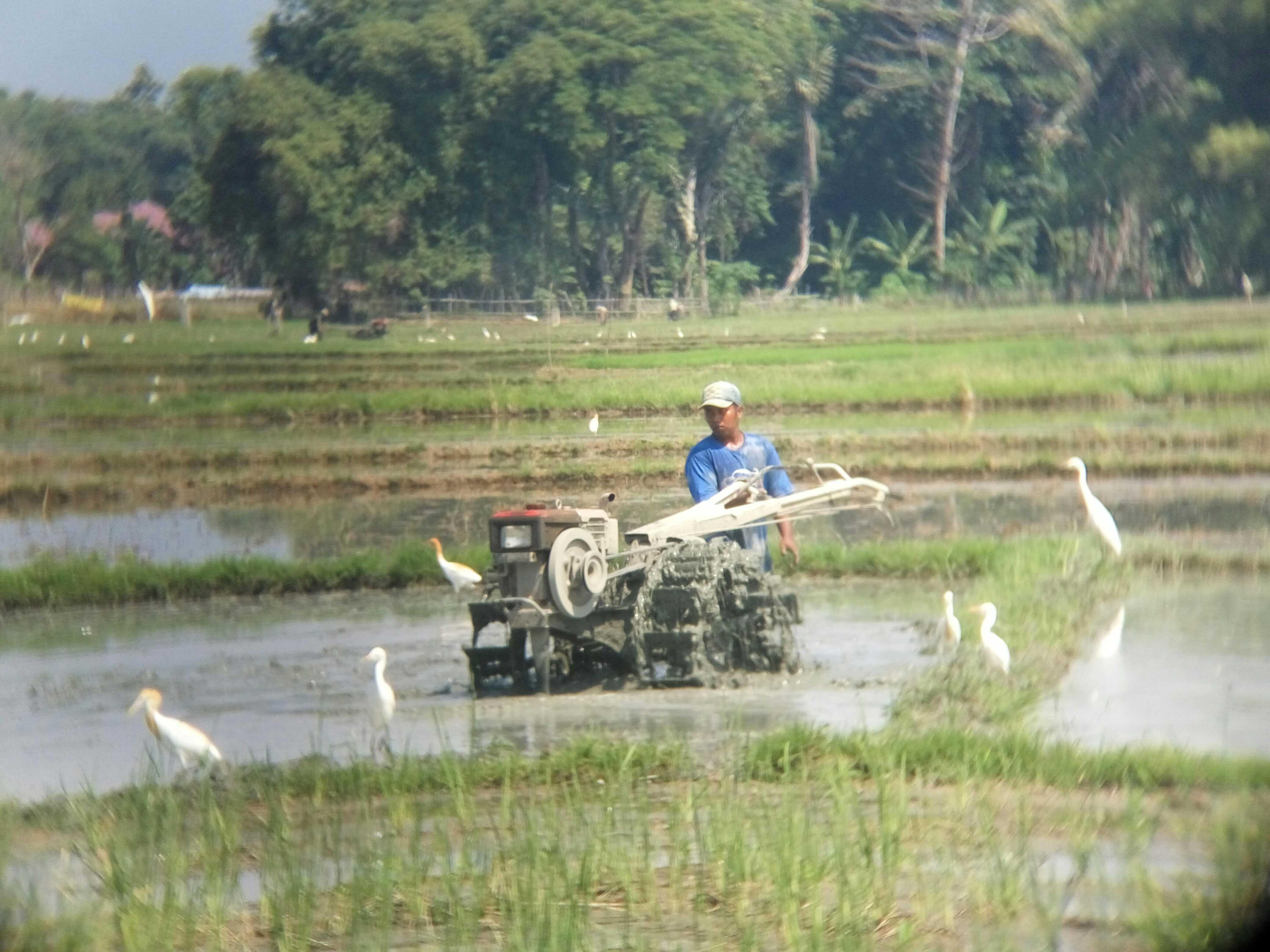 Life Story 4 Burung Bangau Sahabatnya Petani Steemkr