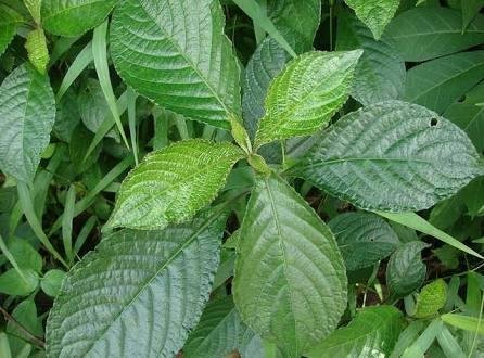 The benefits of Strobilanthes  crispus  leaves for health 