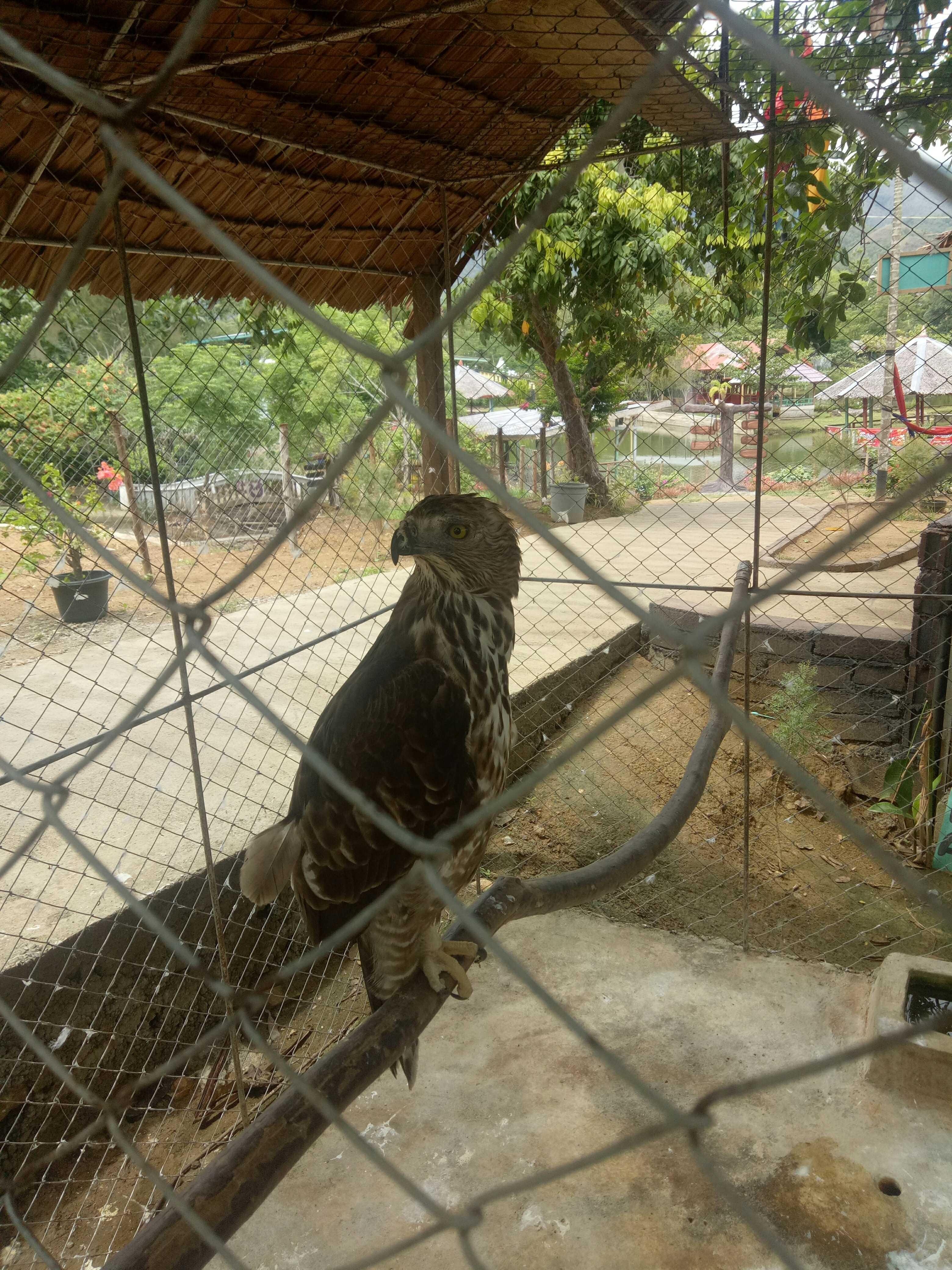 Eagle That I Met At The Zoo Bilingual