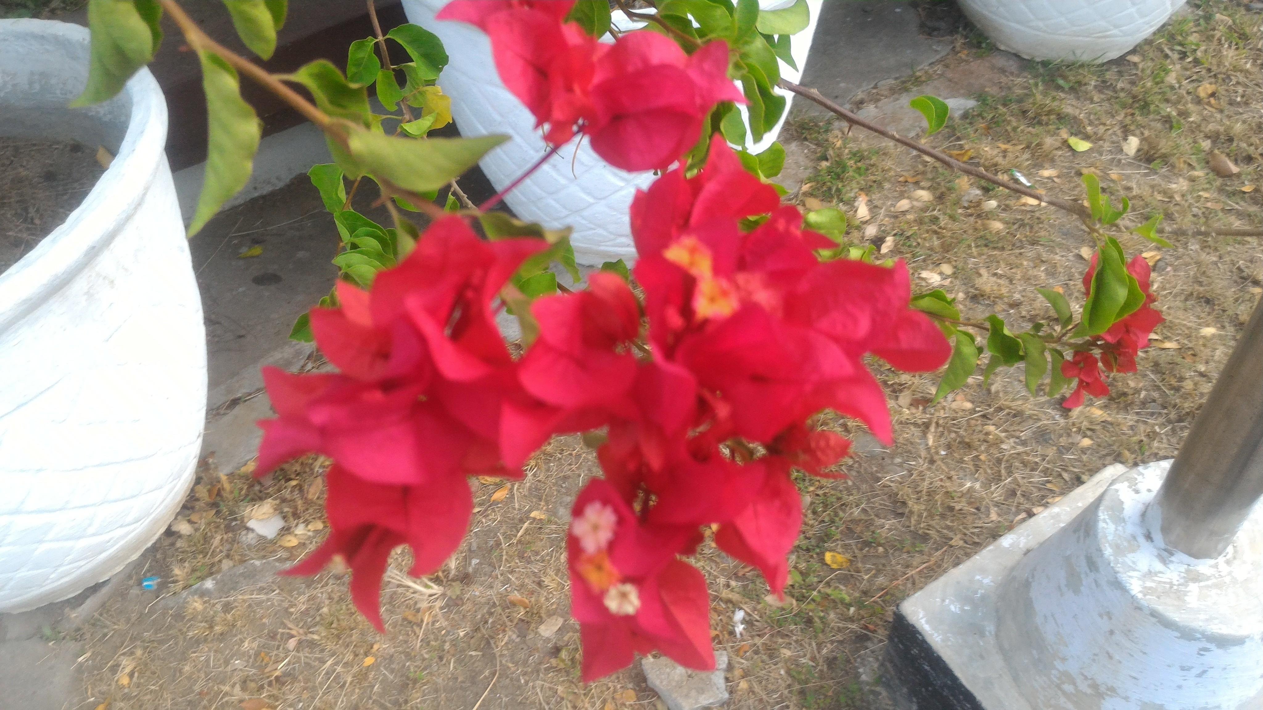  Aneka  warna bunga  bougenville  Steemit