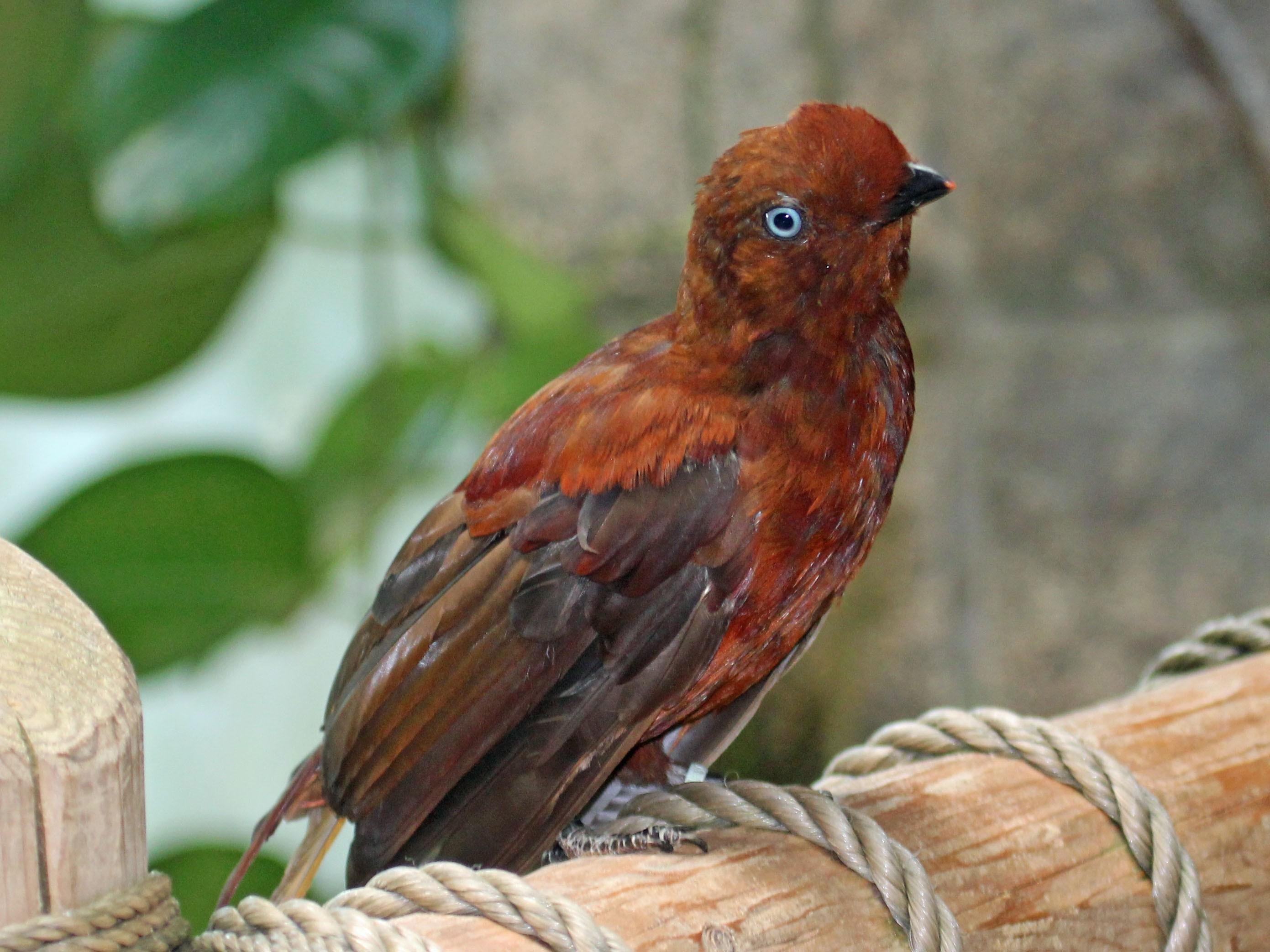 Differences Of Cock Of The Rock Jantan And Betina