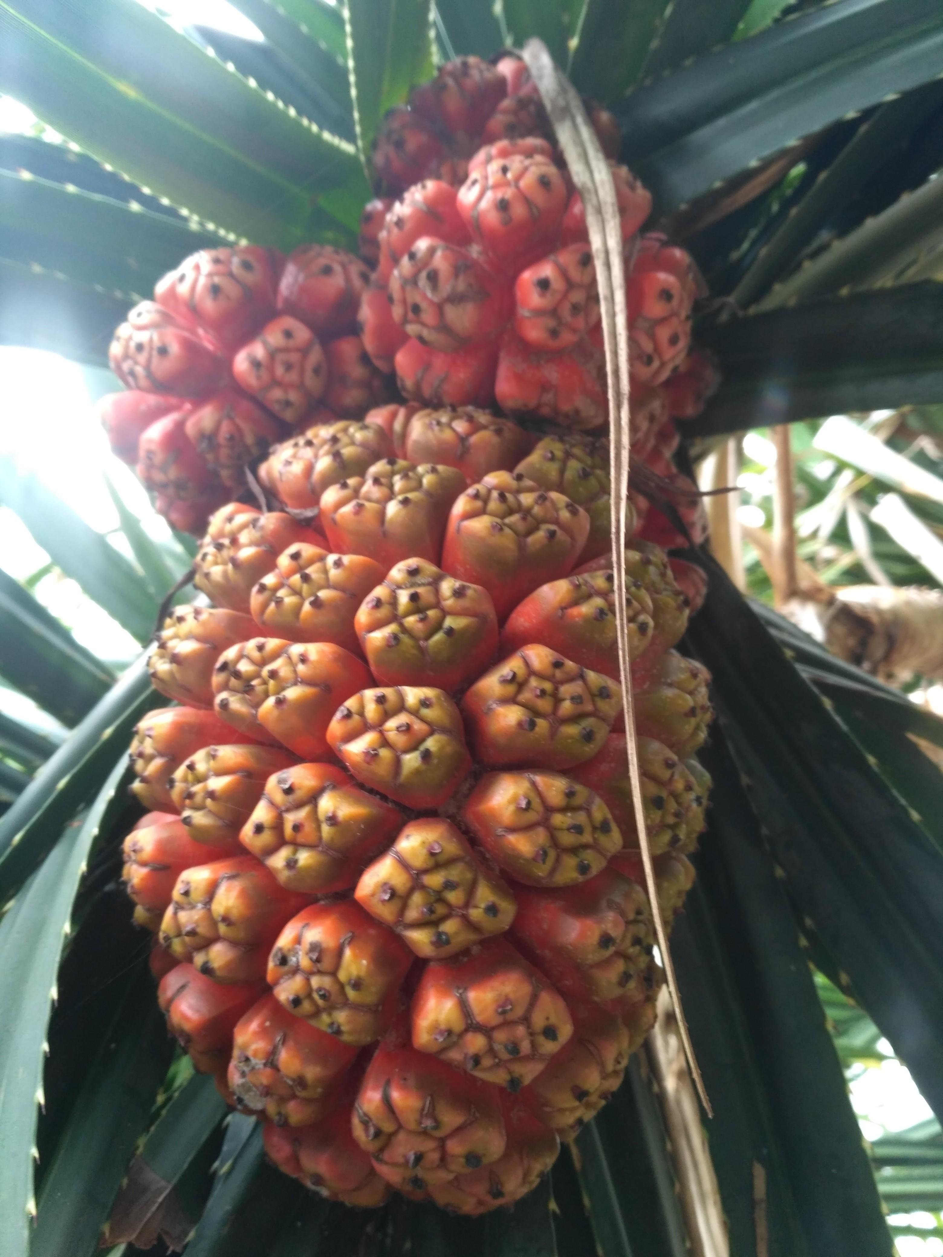  Buah pandan  laut Fruit of pandanus utilis