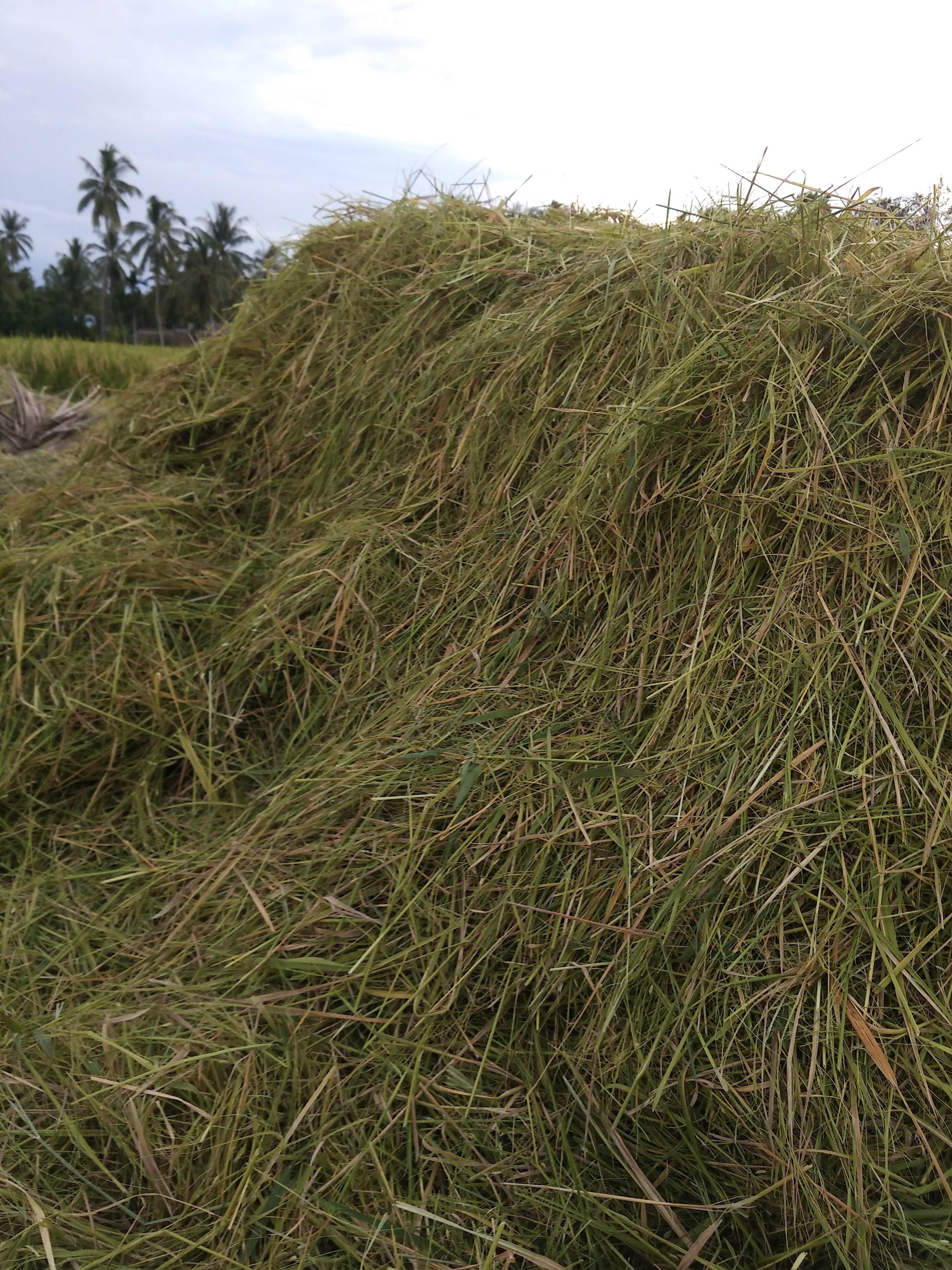 benefits-of-rice-straw-steemit