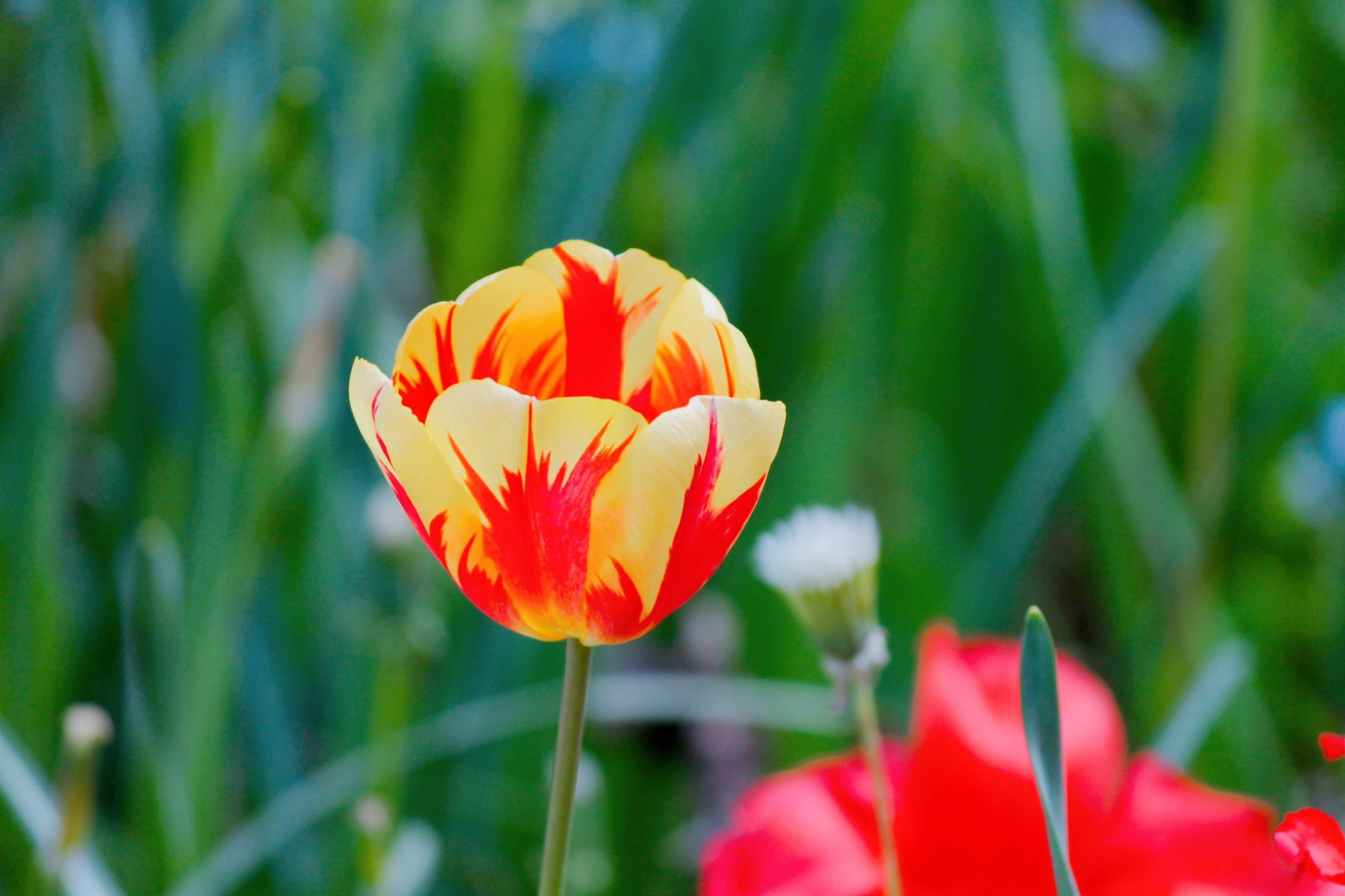 Paling Bagus 15 Gambar  Bunga  Tulip  Warna  Gambar  Bunga  Indah