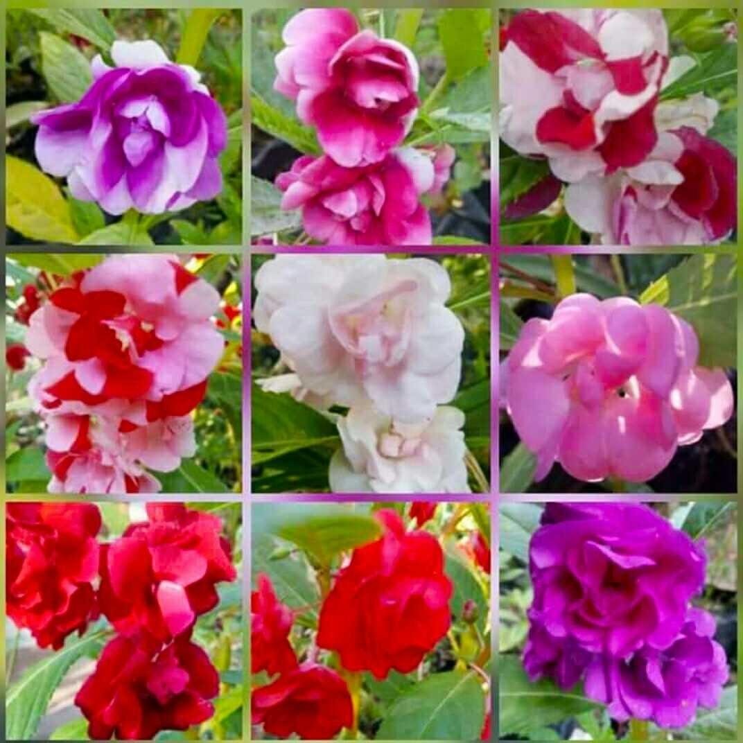 Wow 30 Foto  Bunga  Untuk  Pacar  Gambar  Bunga  Indah