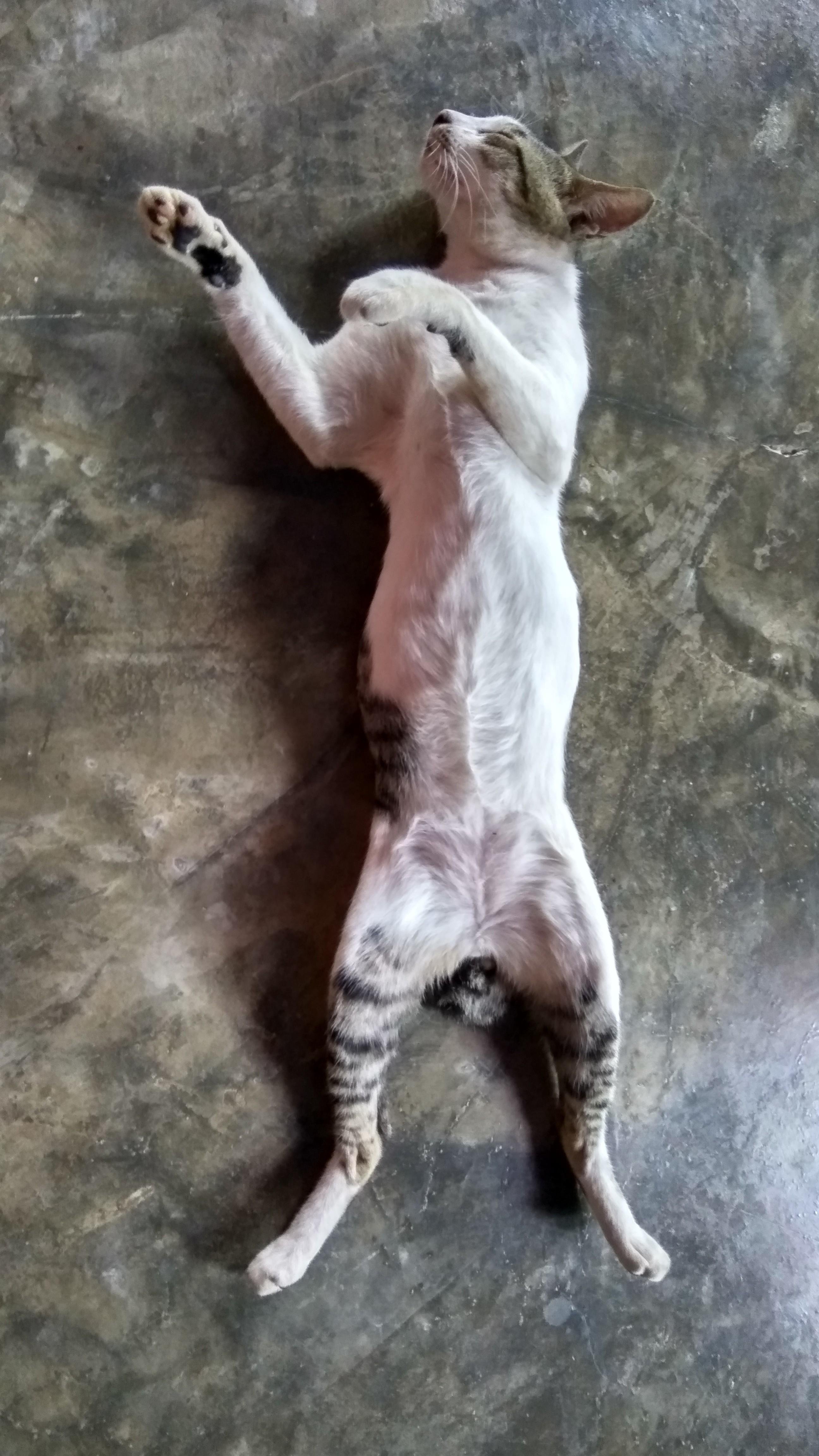 Kucing Kesayangan Yang Lucu Dan Unik