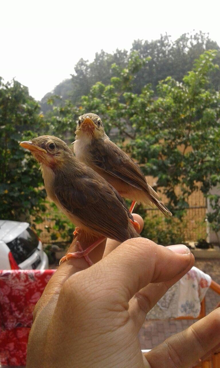 49+ Burung ciblek semi terbaru