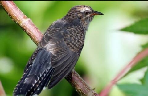 Burung Kecil Membawa Kematian Steemkr