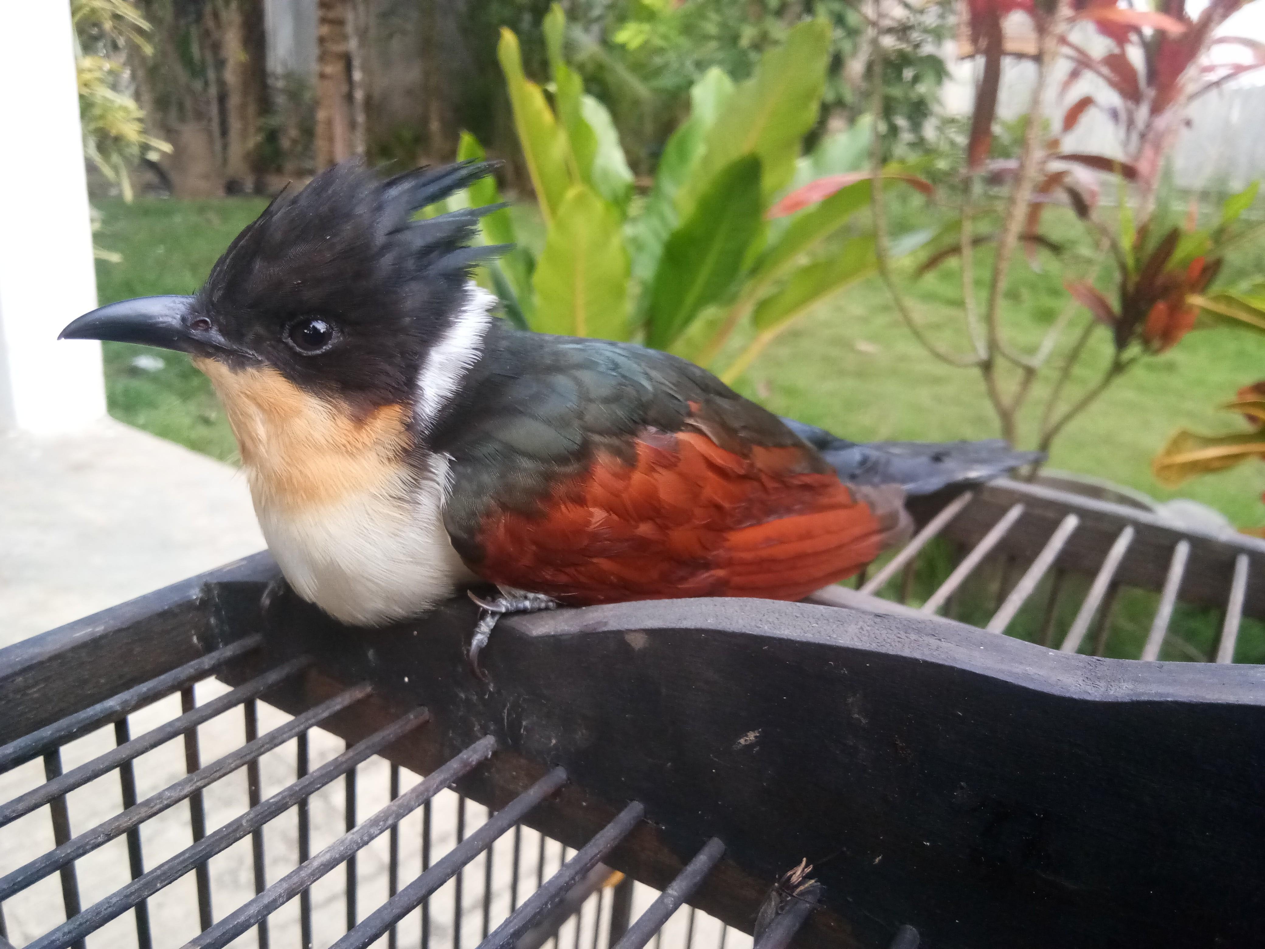 Burung Bubut Jambul
