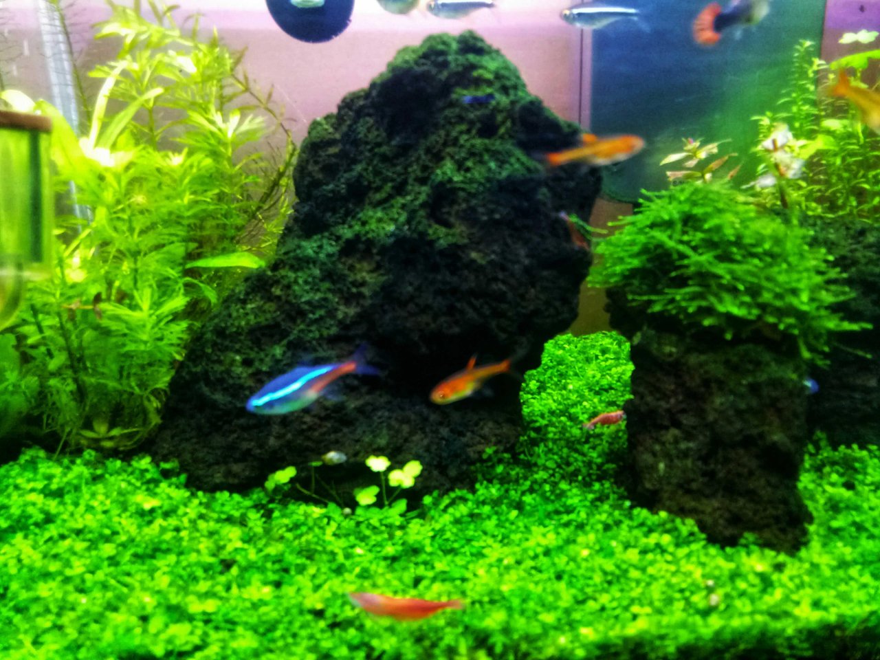 Aquascape Photography Green Carpet And Neon Tetra Fish