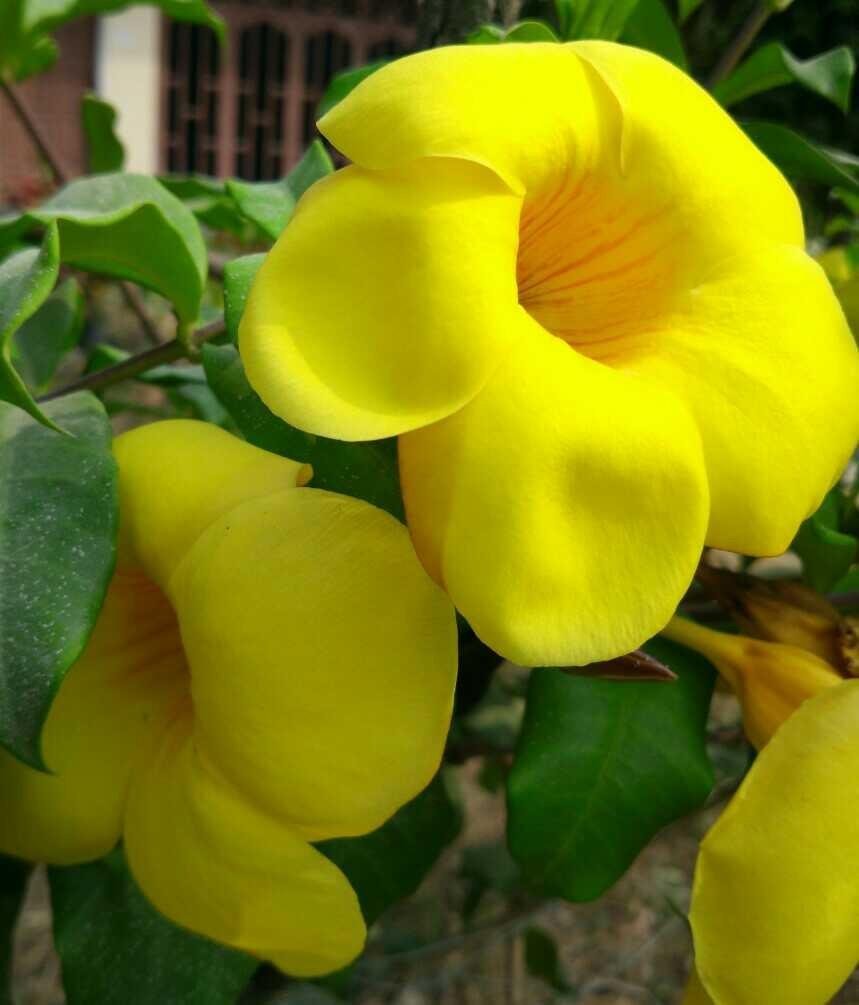  Tanaman  Hias  Allamanda Kuning Best 4k Wallpapers 