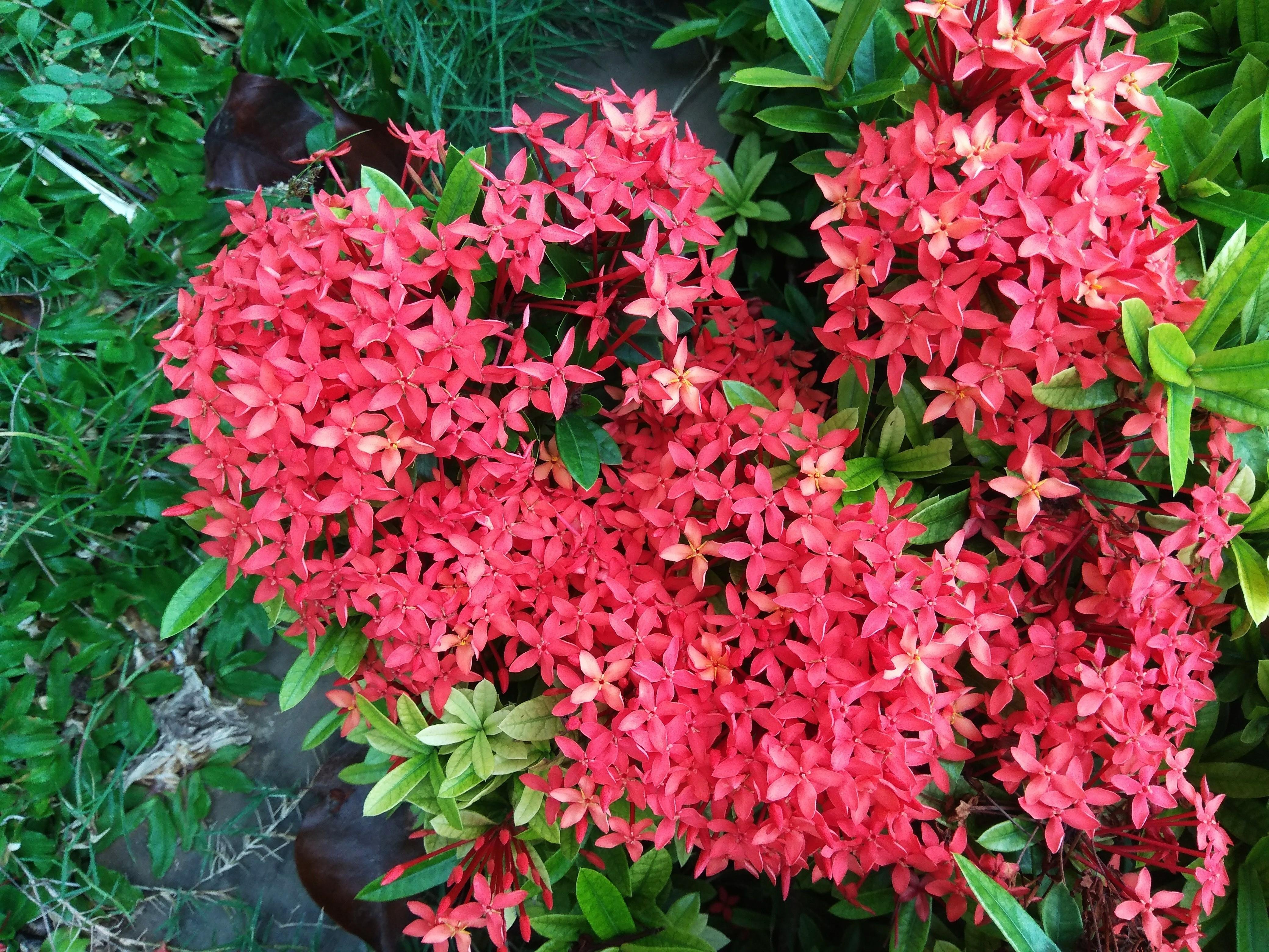 Fantastis 30+ Bentuk Gambar Bunga Asoka - Gambar Bunga Indah