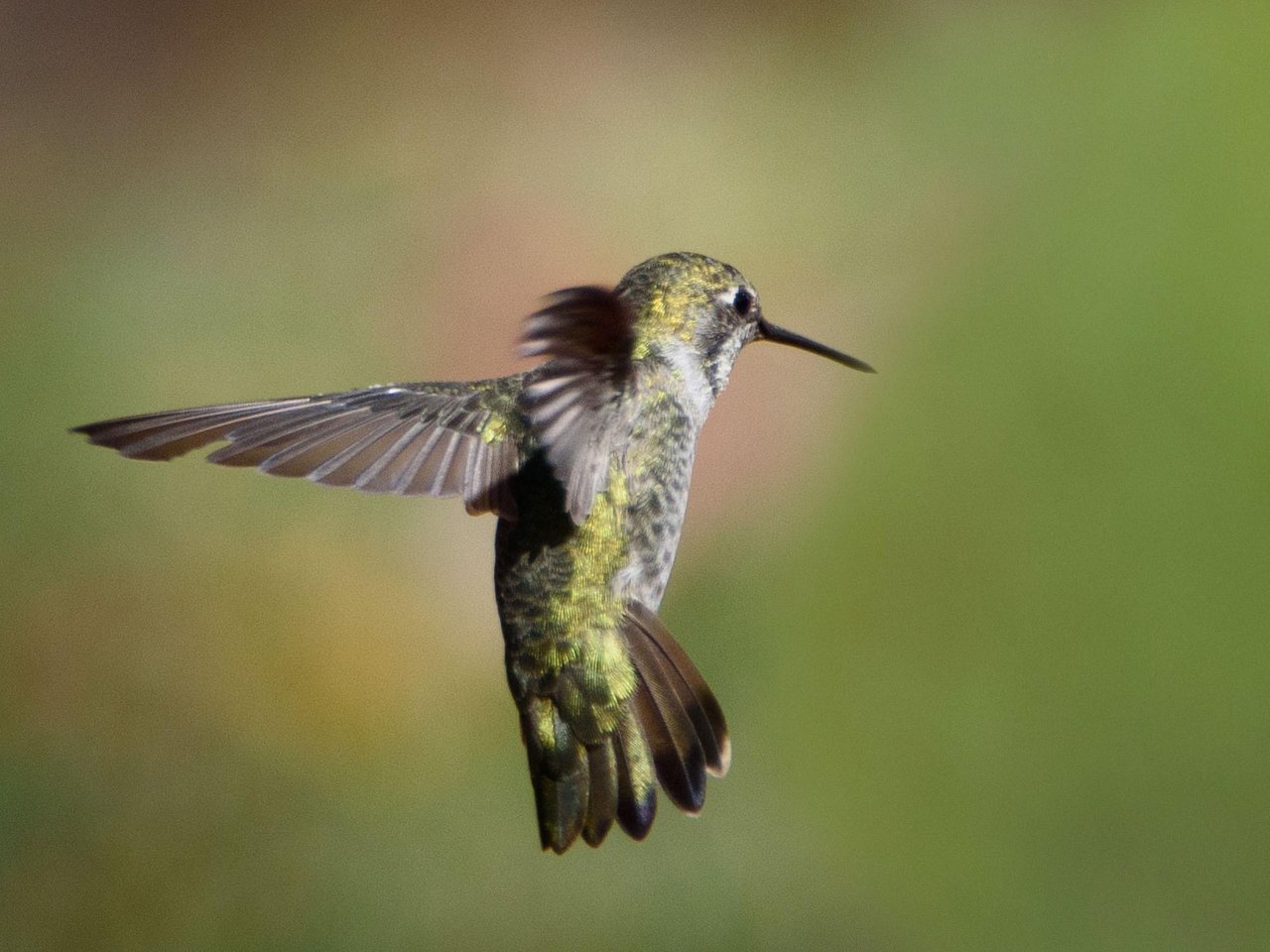 The Totally True And Real Story Of The Hummingbird And The Bee