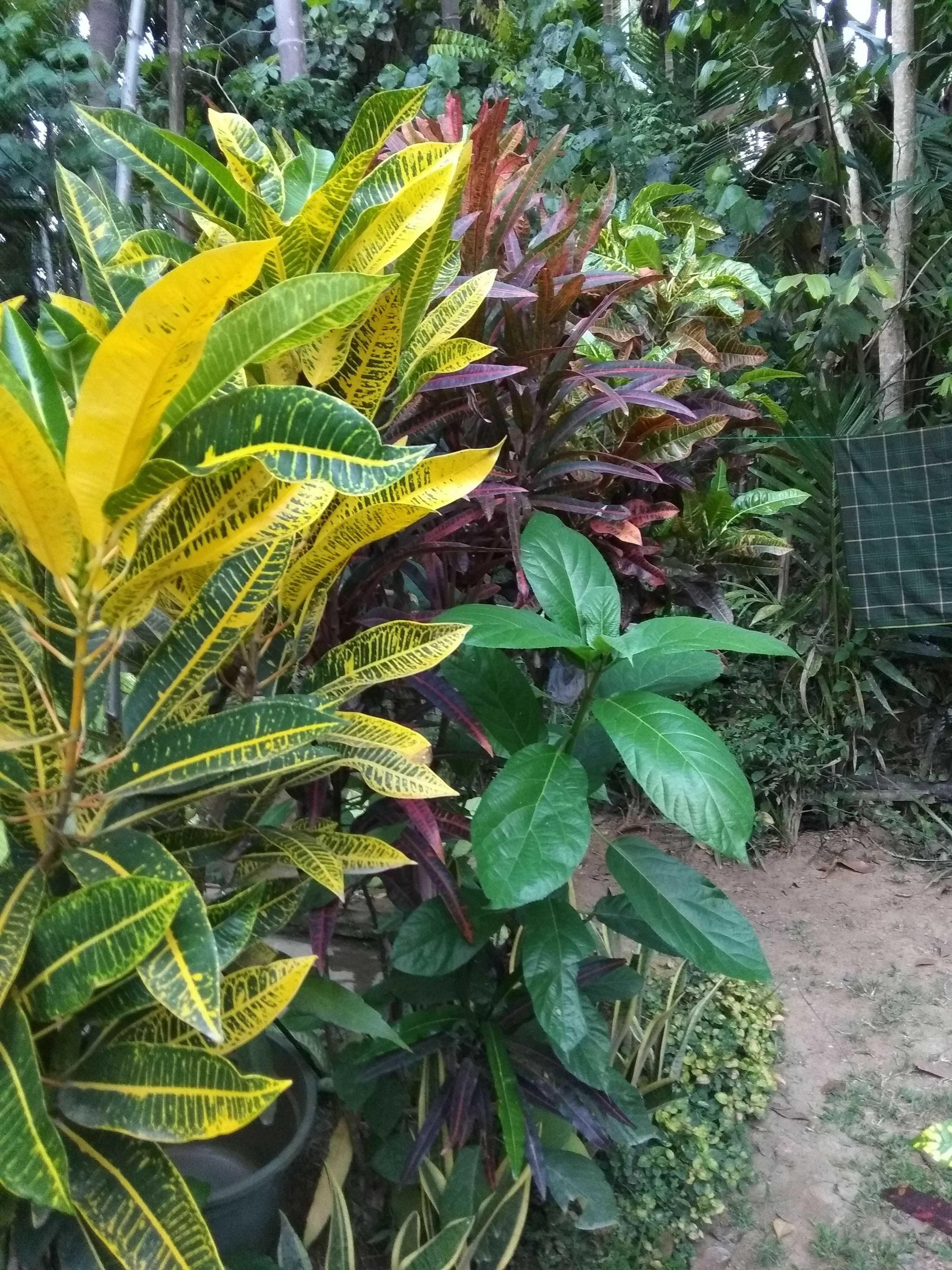 Berbagai Macam Jenis Bunga Citra Lestari Steemkr