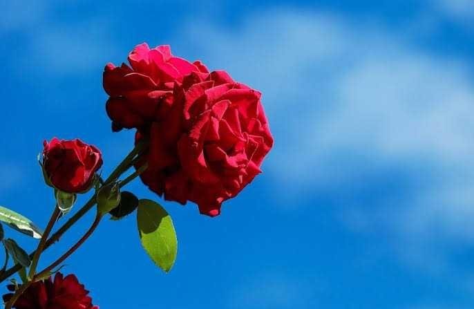 Fantastis 12 Gambar  Setangkai Bunga  Mawar  Yg  Indah  