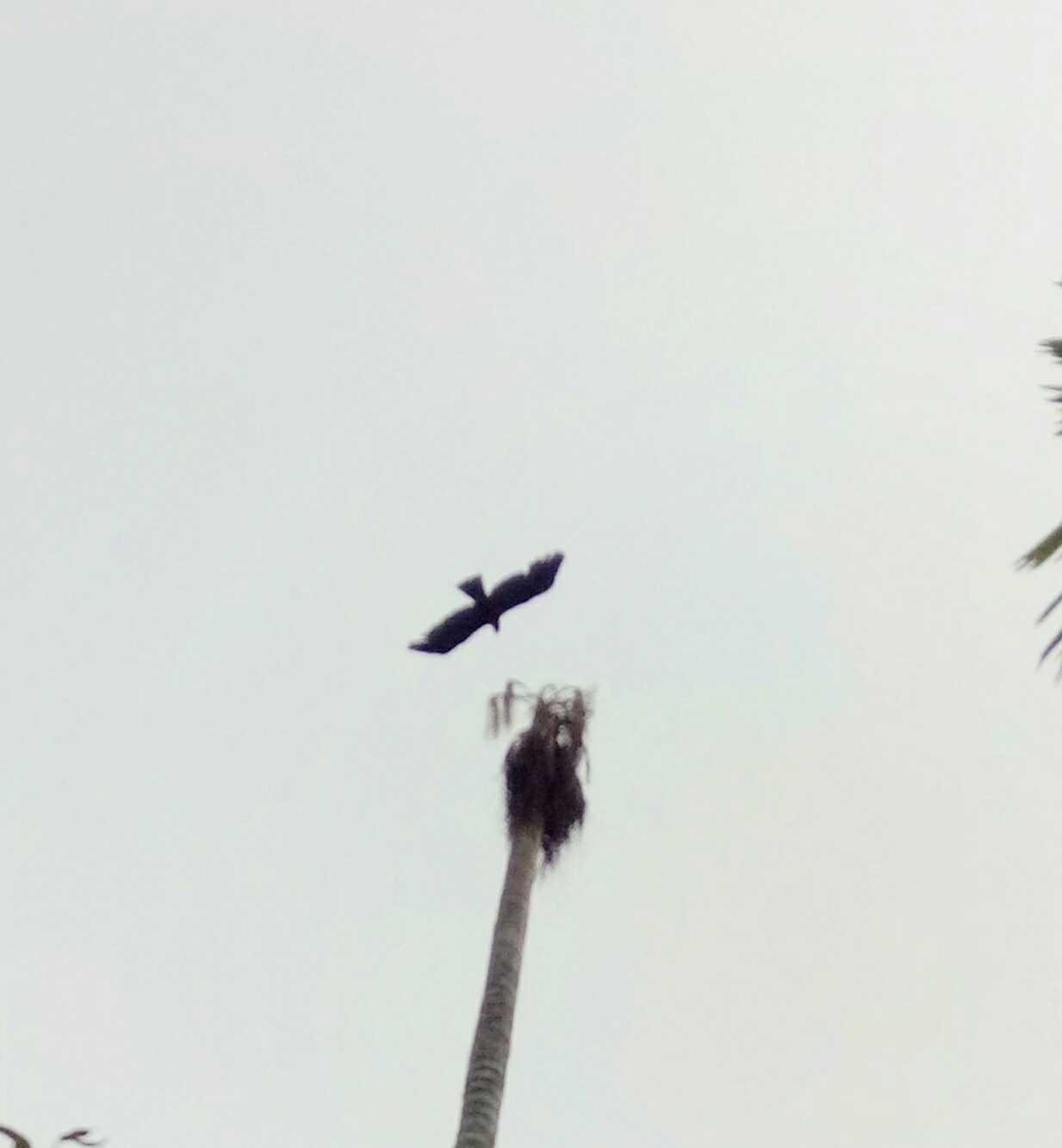 Seekor Burung Elang Yang Terbang Di Ketinggian Mencari Makanan