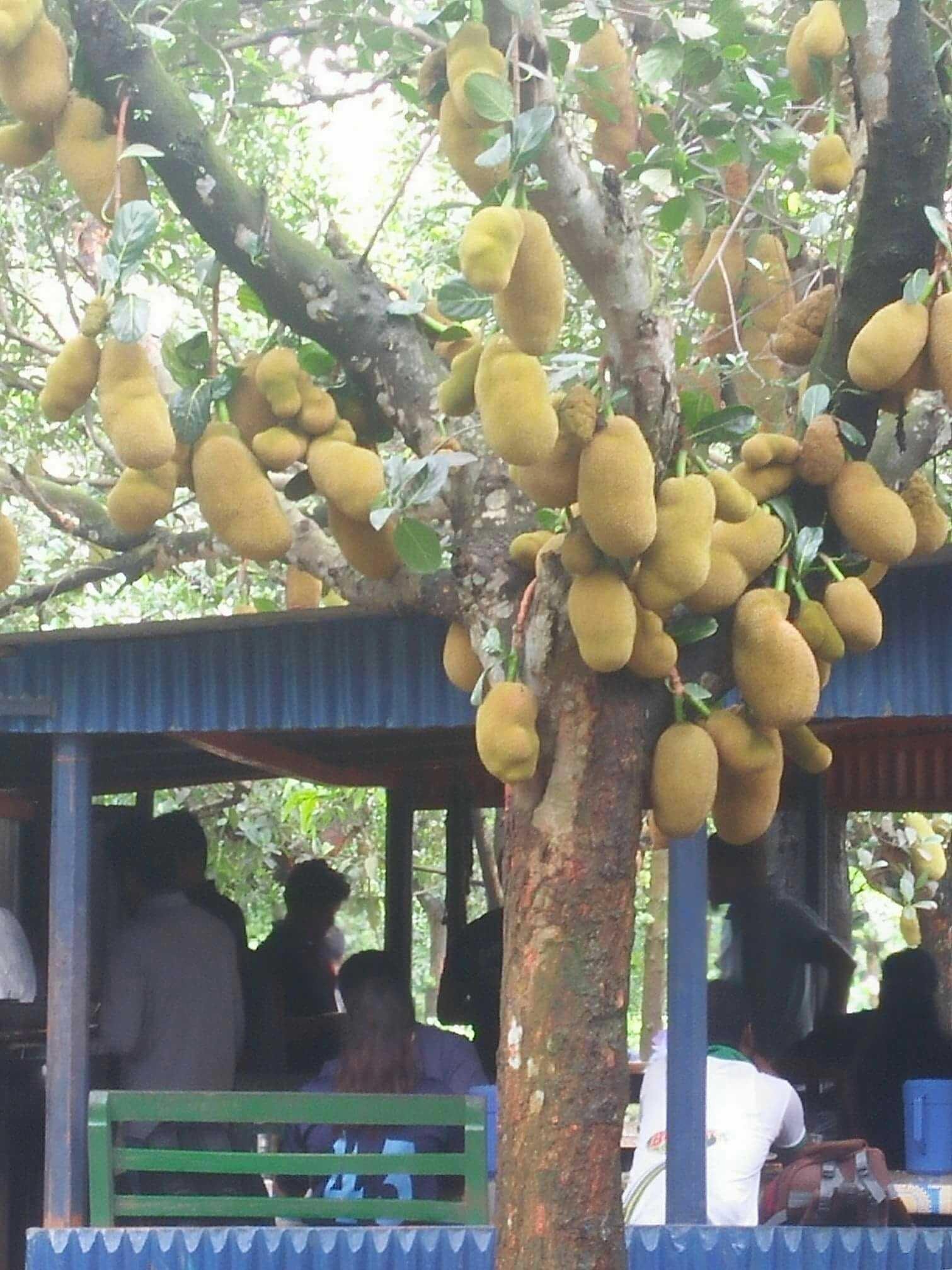 Contest On Jackfruit Steemkr