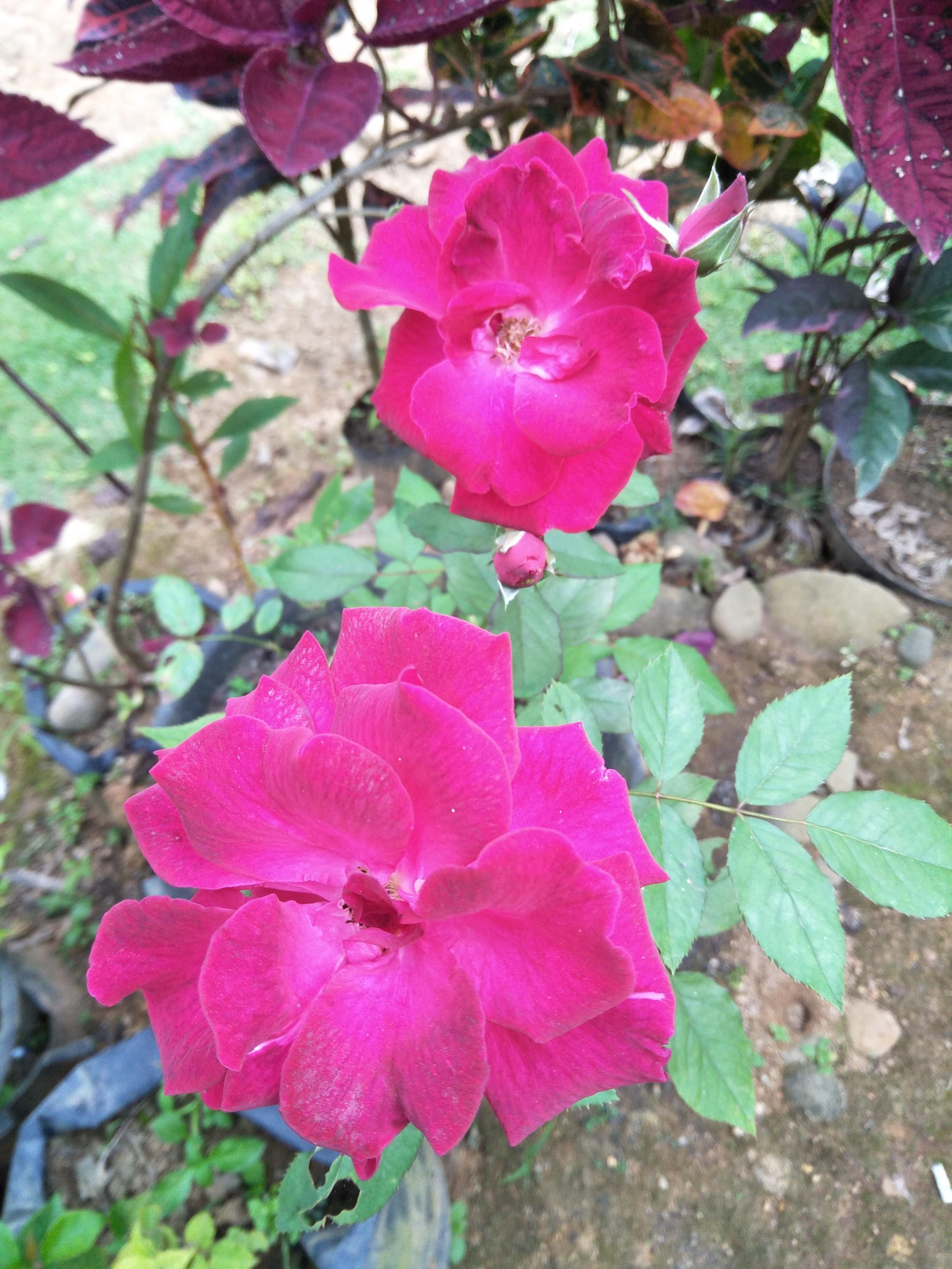 Terkeren 29 Foto Bunga Mawar Merah Berduri  Gambar  Bunga  HD