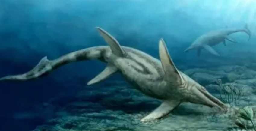 Prehistoric Marine Animals Who inhabited the Seas Millions of Years Ago