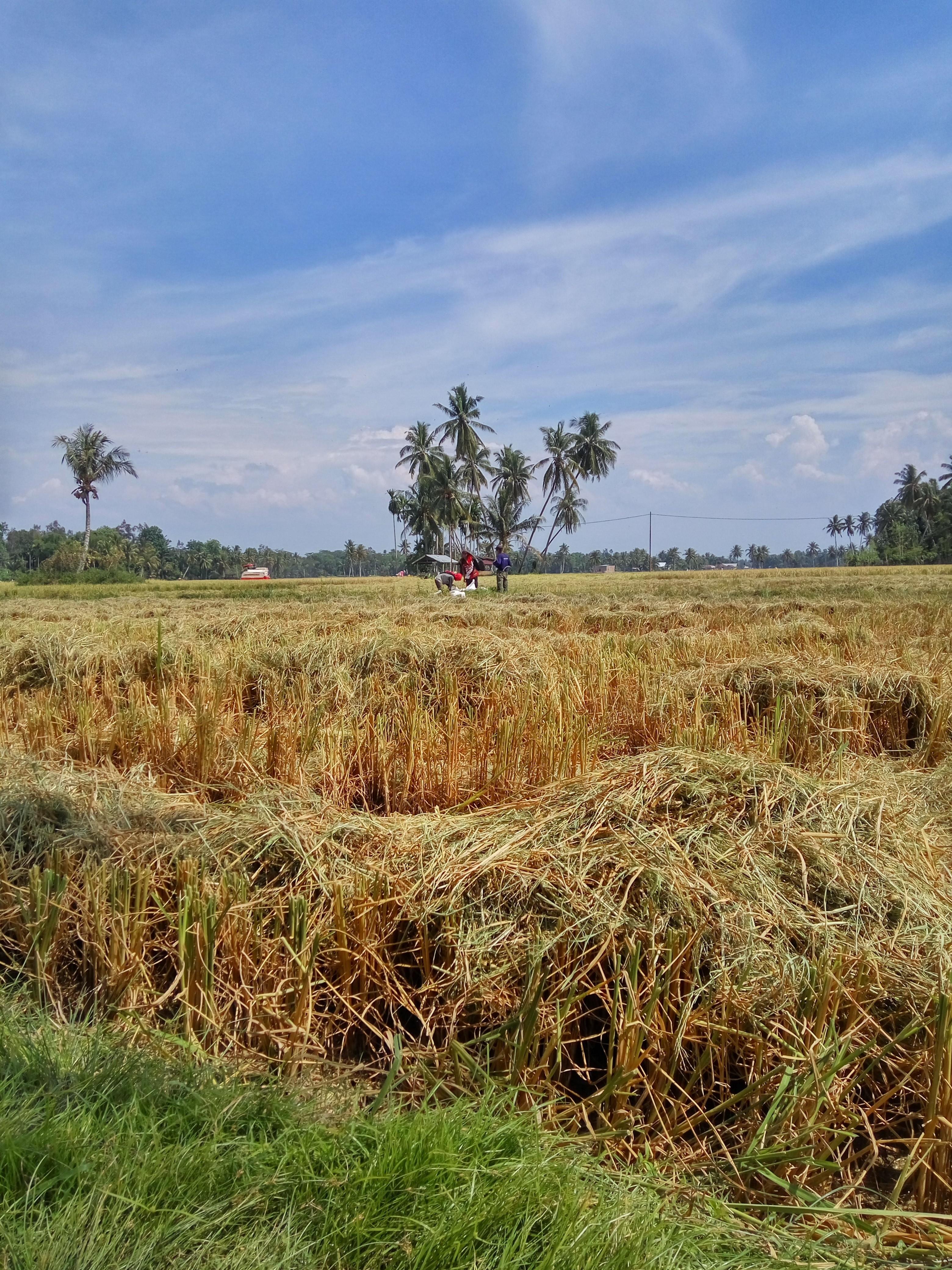 Pemandangan Sawah Padi Setelah Panen Steemkr