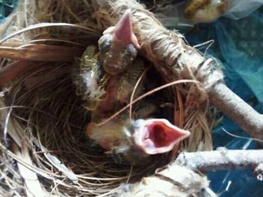 Burung Rampeukeuh Steemkr