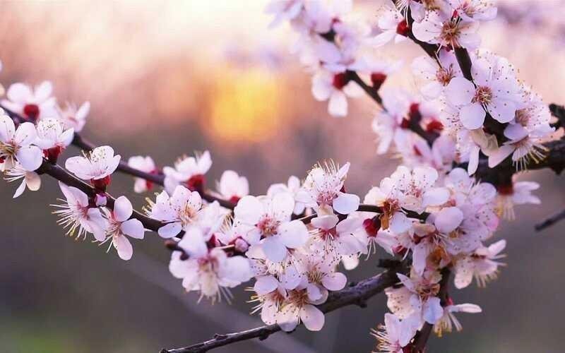 Terkeren 30 Gambar Bunga Sakura Menggunakan - Galeri Bunga HD