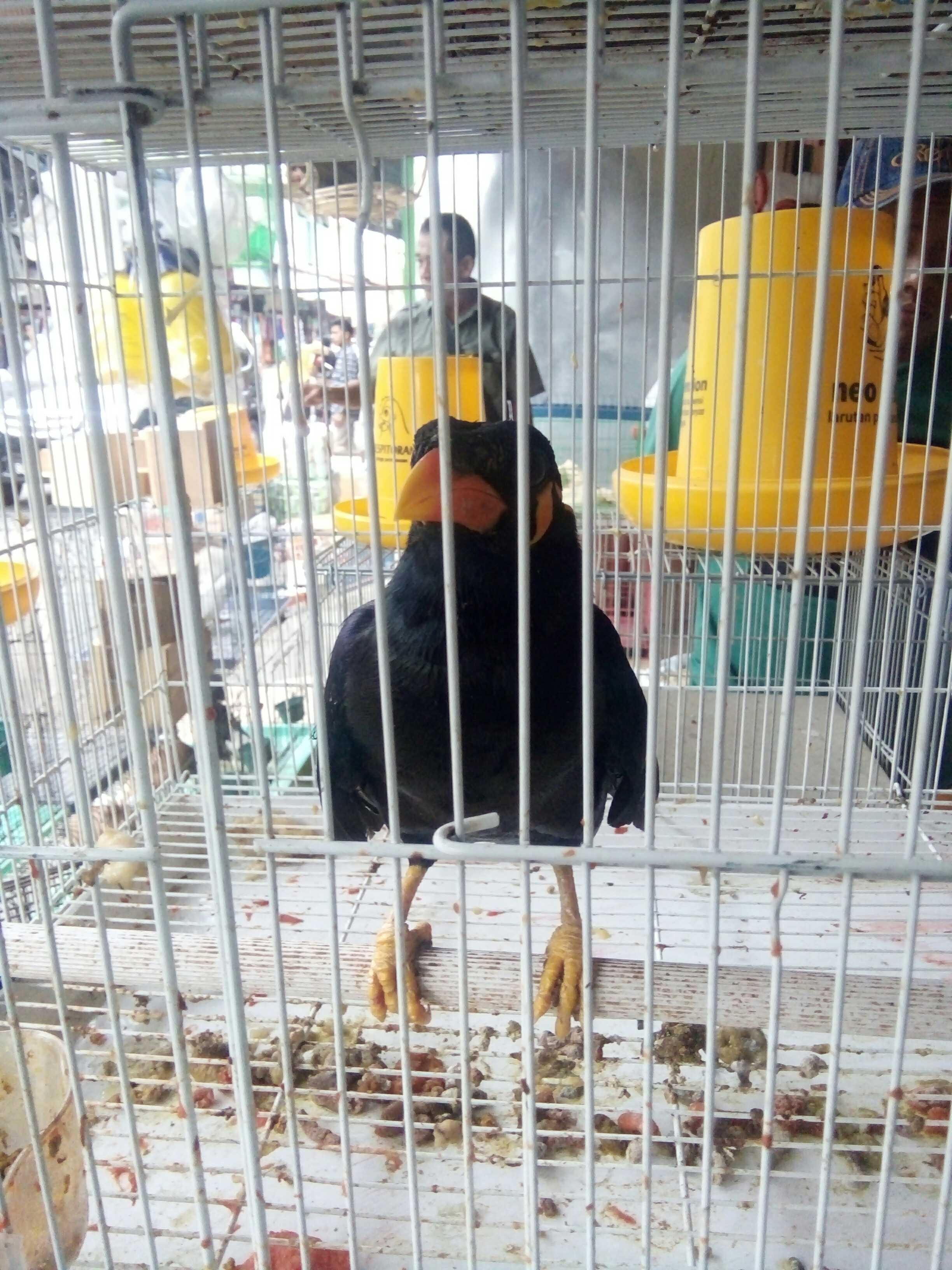 Esteem Beo Burung Pintar Steemkr