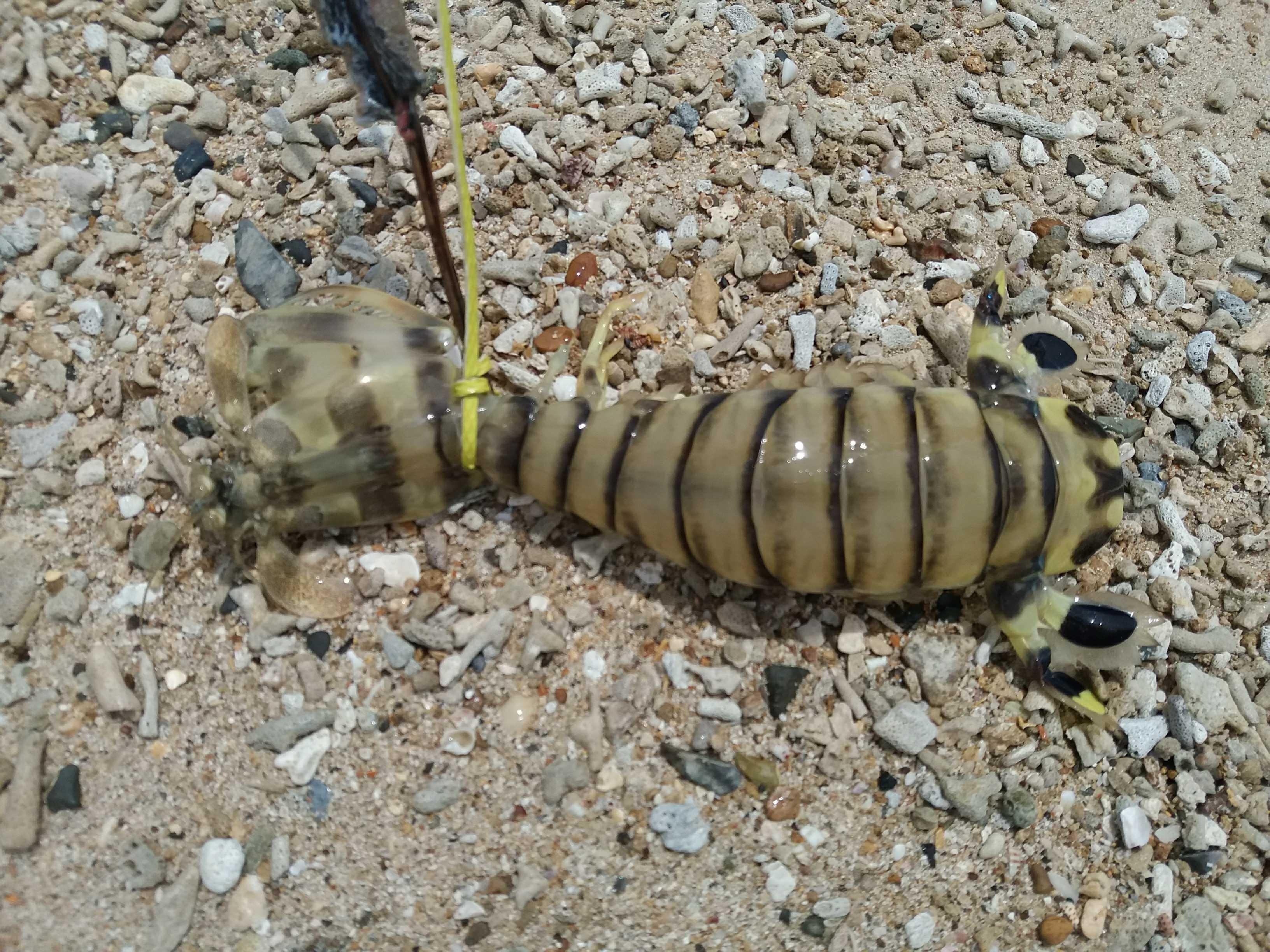 Udang Ronggeng Udeung Galah Steemkr