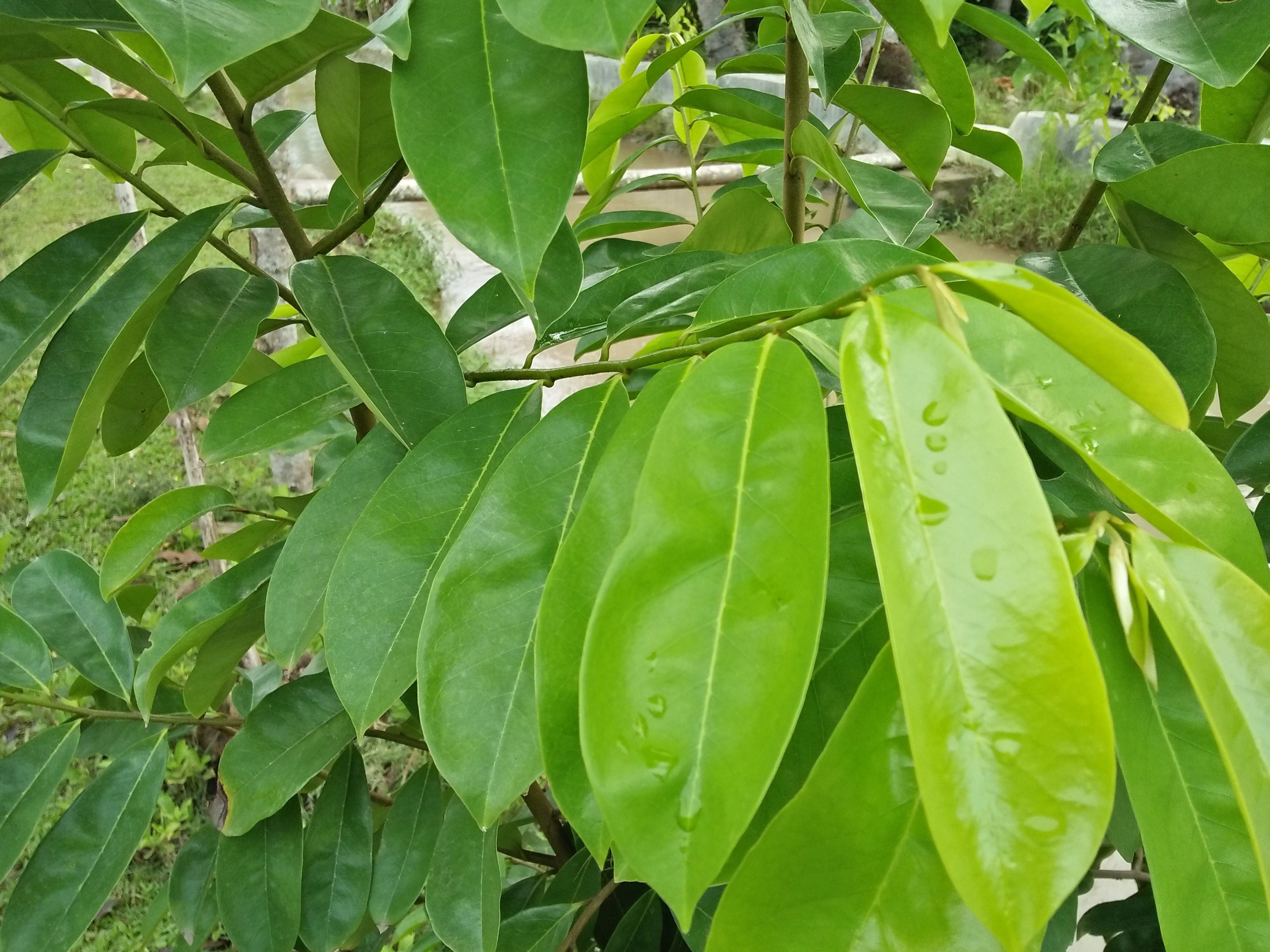 KEGUNAAN DAUN SIRSAK THE USE OF SOURSOP LEAVES  Steemit