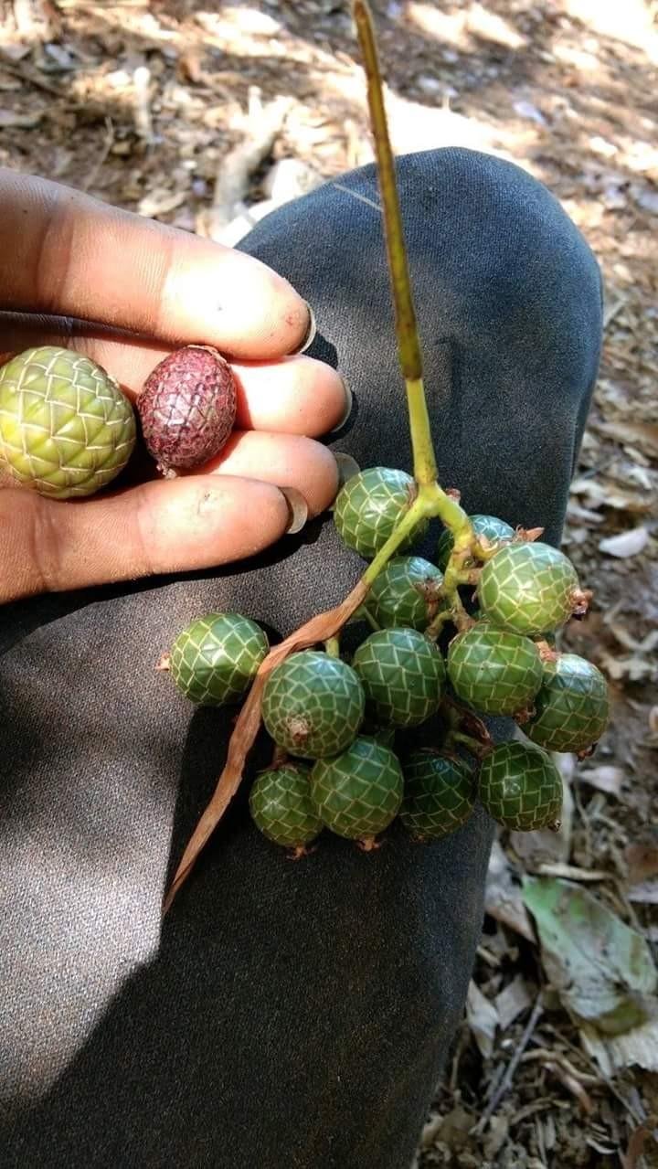 Buah Buahan Hutan Buah Apa Siapa Yang Tau Steemkr