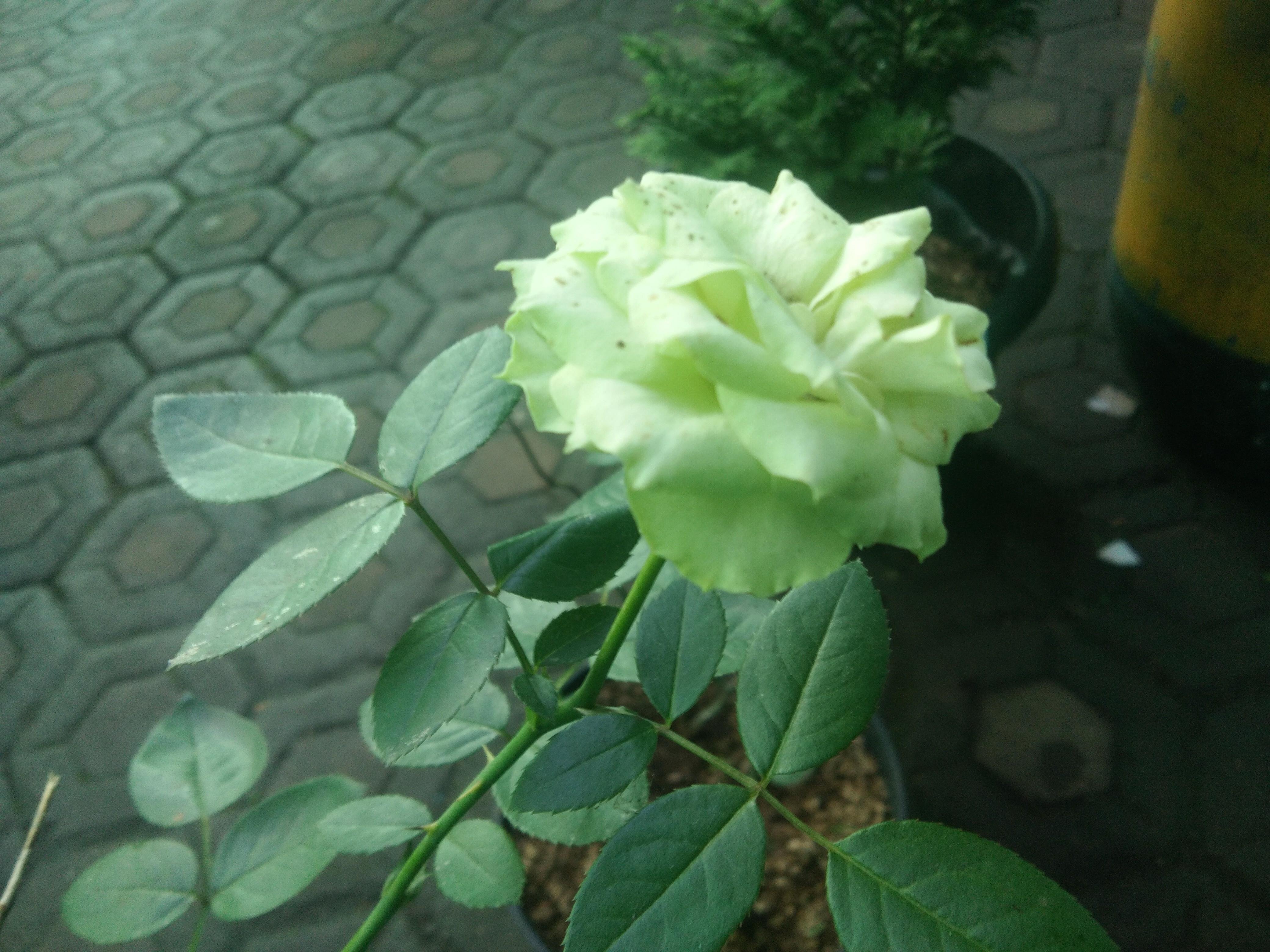  Bunga  mawar  putih