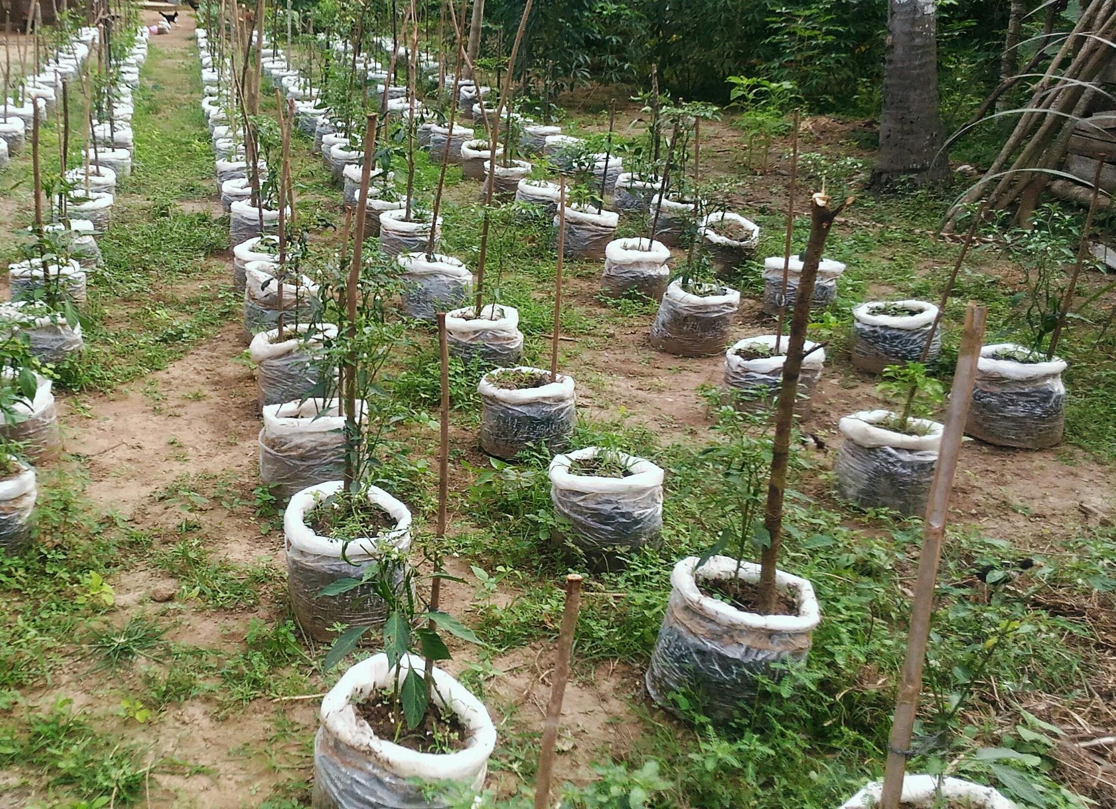 An Interest In Planting Chillies Inspired By Uncle S