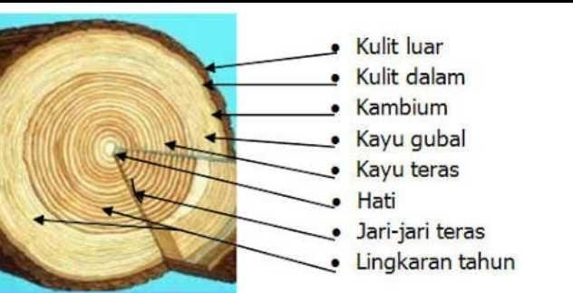 Gambar Lingkaran Tahun Pohon