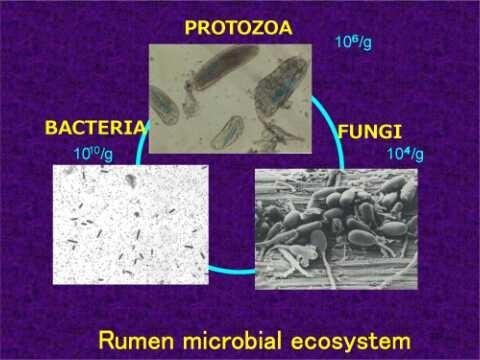 The Rumen Microbial Ecosystem Actions Of Microorganisms