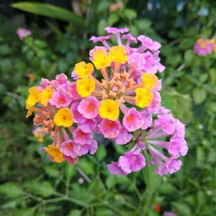 Paling Bagus 27+ Foto Bunga Terompet Cantik - Gambar Bunga HD