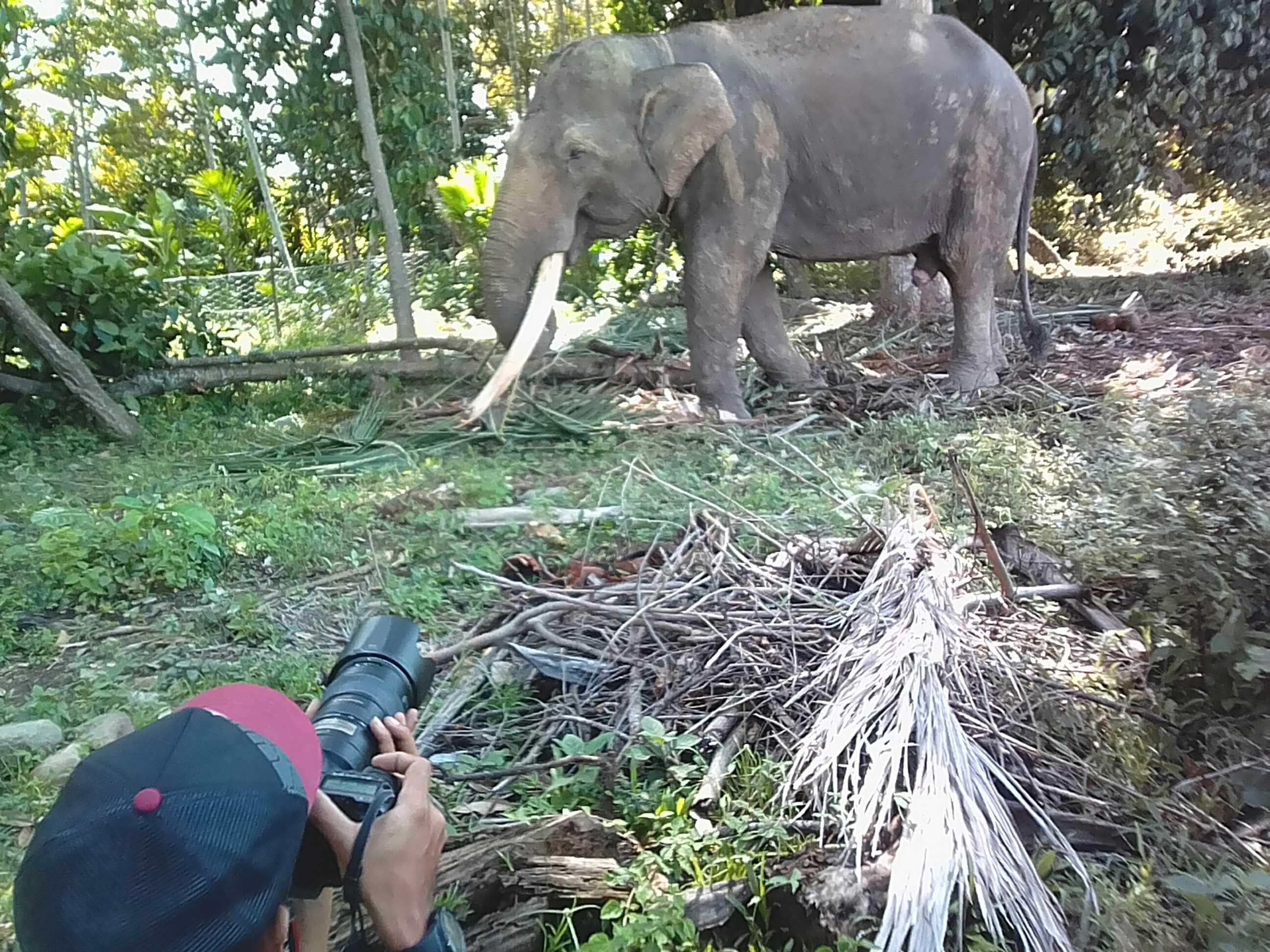 41++ Hewan gajah sumatera info