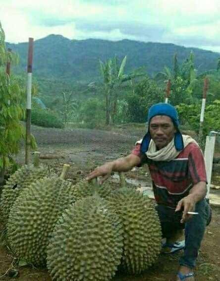 Unduh 87 Gambar Durian Jumbo Keren Gratis HD