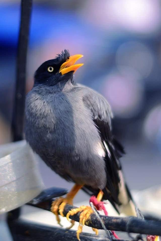 Burung Jalak Kebo Terpopuler Di Indonesia