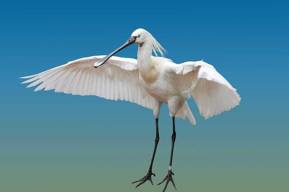 Burung Bangau Terbang Steemkr