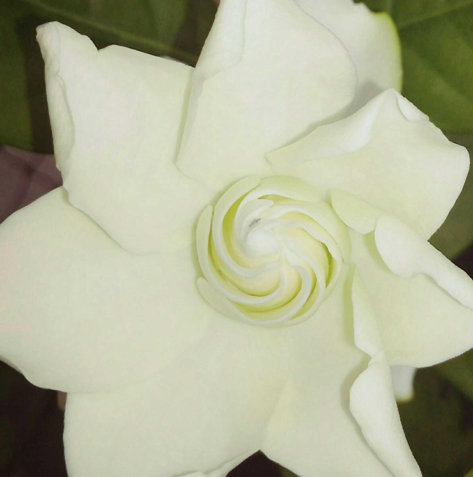 Bunga Melur Putih Yang Indah Steemkr