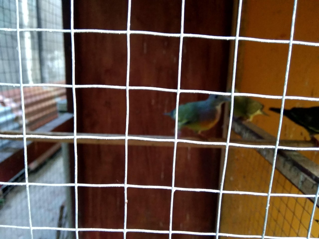 Burung Dalam Sangkar