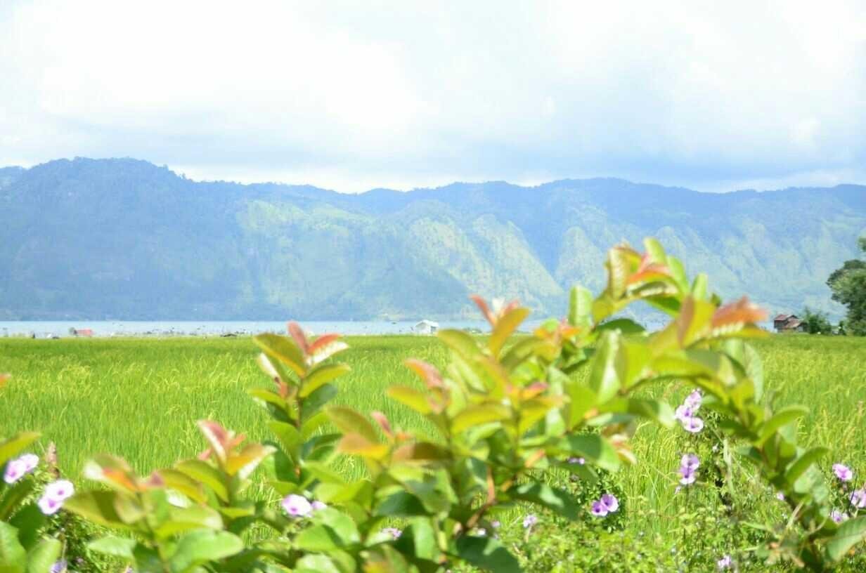 Pemandangan Gunung Atau Laut Tawar Steemkr