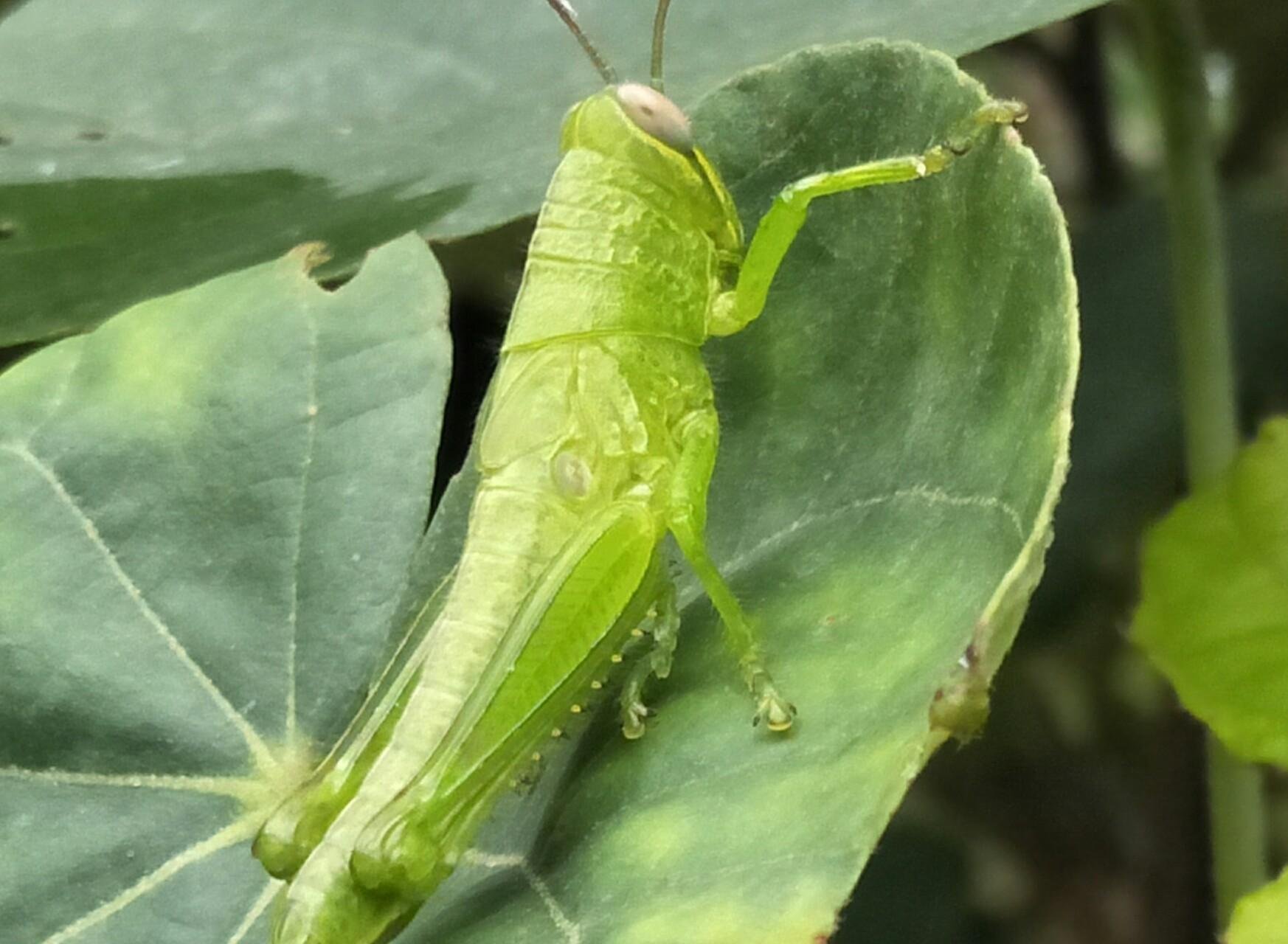 Keindahan Belalang Si Pemakan Daun Hijau Beauty Grasshopper The