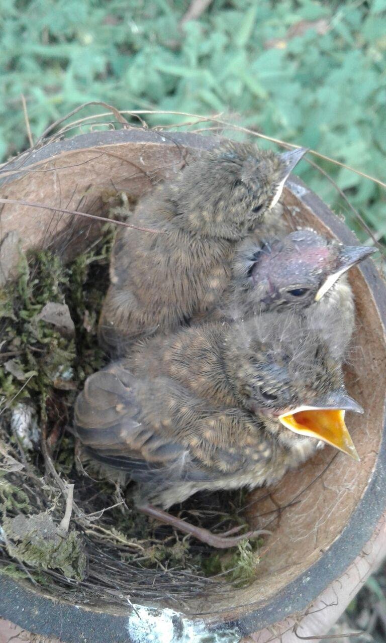 Sikatan Rimba Seekor Burung Yang Sedang Viral Di Dunia Kicau Mania