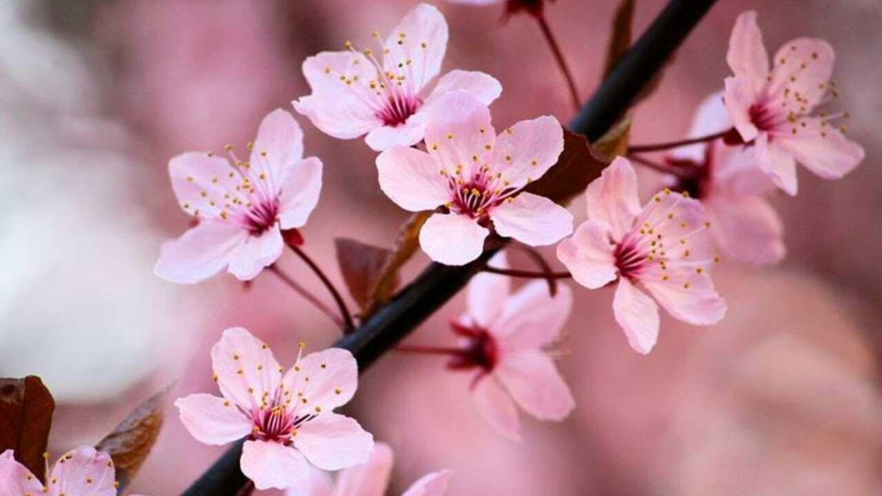 Paling Populer 13 Gambar Bunga Sakura  Yg Besar  Gambar 